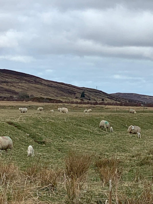 GMG Energy backs first ever online Meet the Lambs Session in North of Scotland